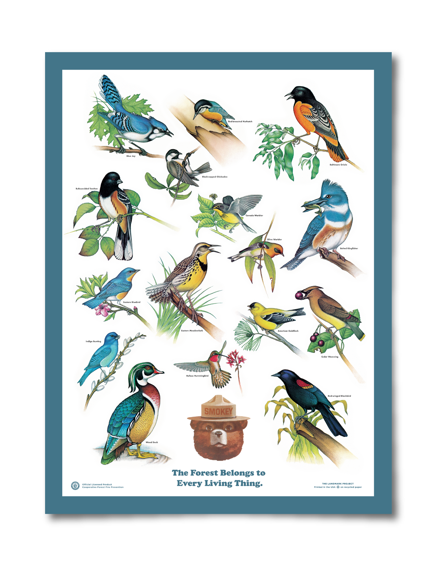 Birds of the Forest Educational Poster