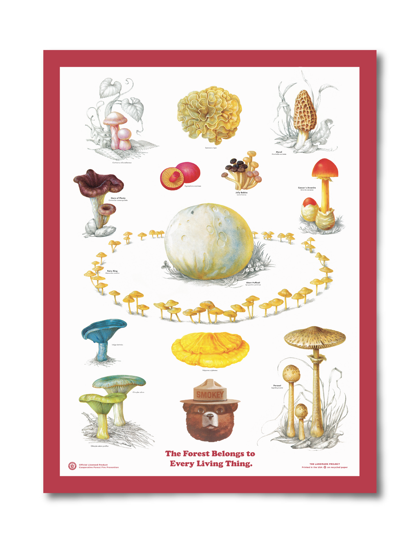 Fungi of the Forest Educational Poster